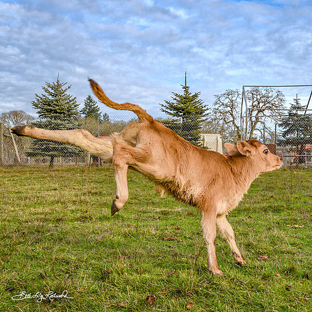 Italo – Calf