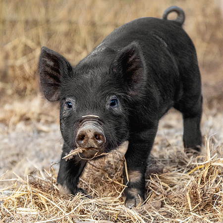 Rescued Pig