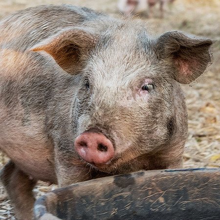 Rescued Pig