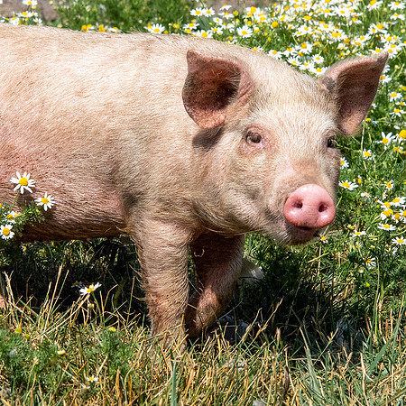 Rescued Pig