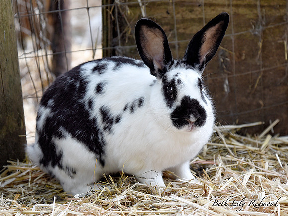 Bunny Rabbit