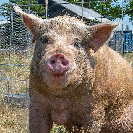 Rescued Pig
