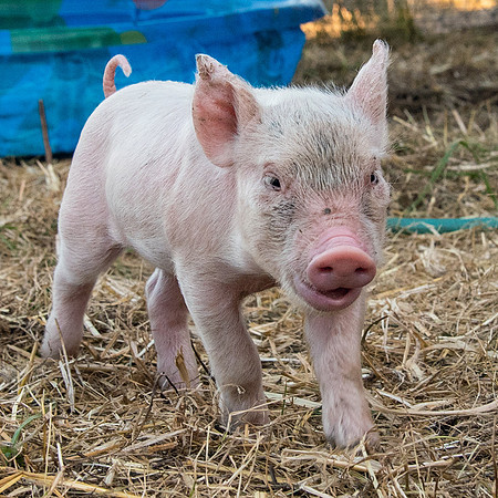 Rescued Pig
