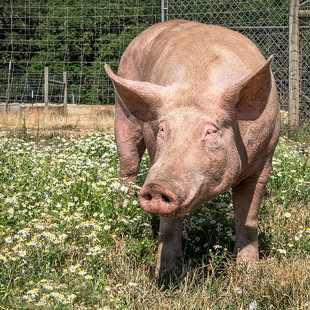 Rescued Pig