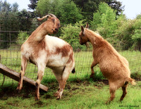Goats and Sheep