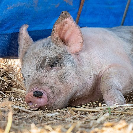 Rescued Pig