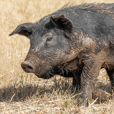 Rescued Pig
