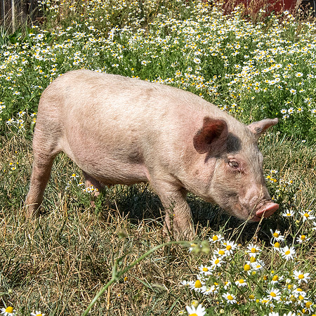 Rescued Pig