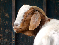 Goats and Sheep