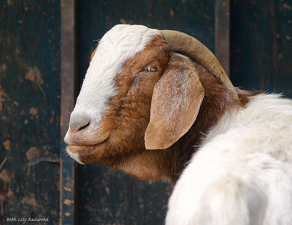 Goats and Sheep