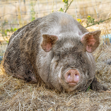 Rescued Pig
