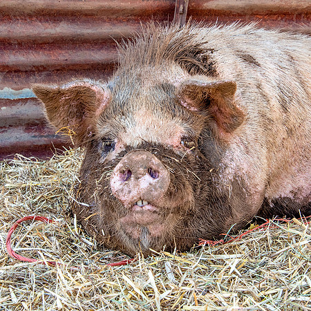 Rescued Pig