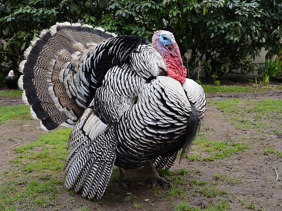 Turkeys at Lighthouse Farm Sanctuary