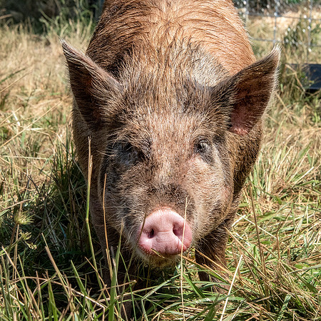 Rescued Pig