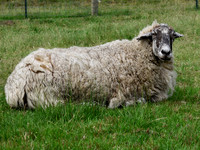 Dolly