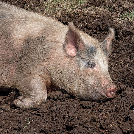 Rescued Pig