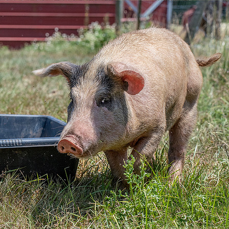 Rescued Pig
