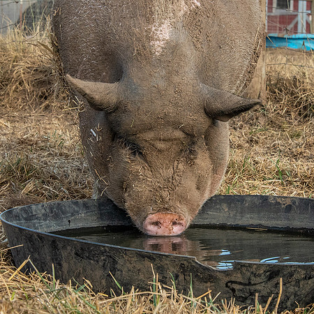 Rescued Pig