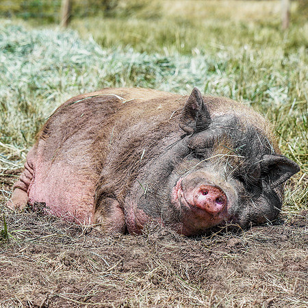 Rescued Pig