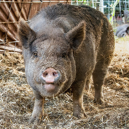 Rescued Pig