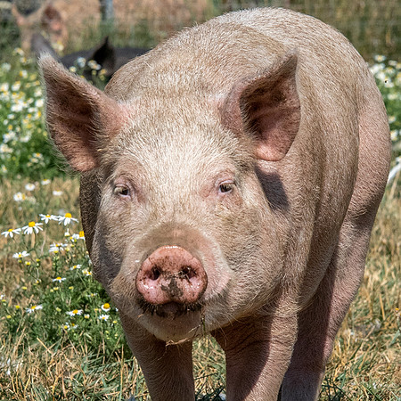Rescued Pig