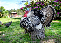 Turkeys at Lighthouse Farm Sanctuary