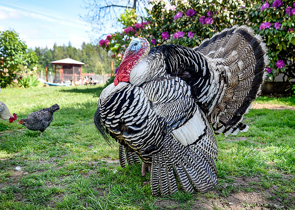 Turkeys at Lighthouse Farm Sanctuary