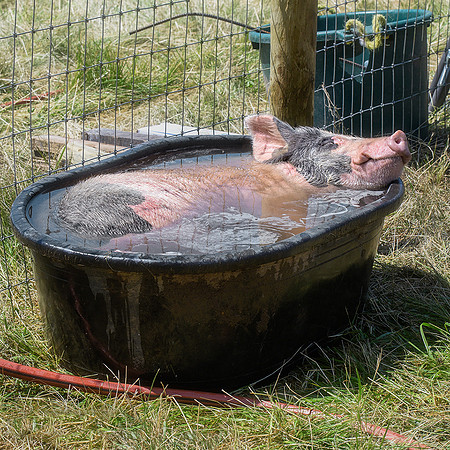 Rescued Pig