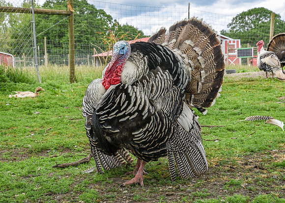Turkeys at Lighthouse Farm Sanctuary