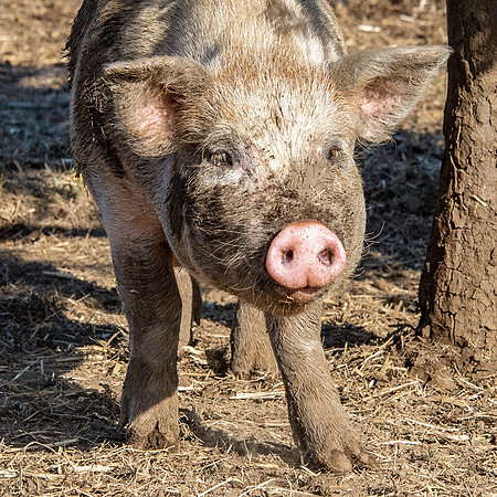 Rescued Pig