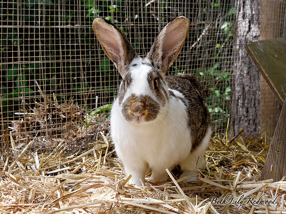Bunny Rabbit