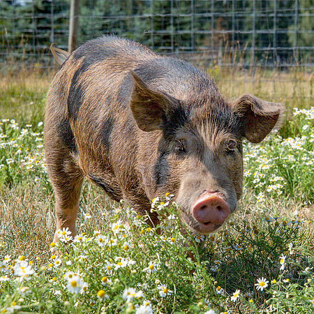 Rescued Pig