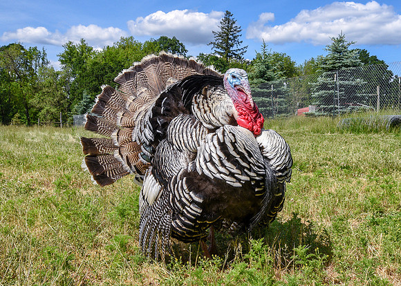 Turkeys at Lighthouse Farm Sanctuary