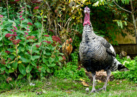 Turkeys at Lighthouse Farm Sanctuary