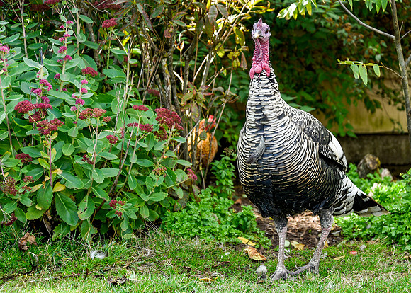 Turkeys at Lighthouse Farm Sanctuary