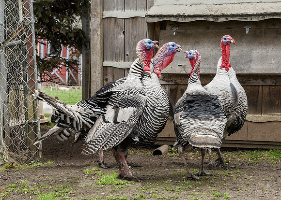 Turkeys at Lighthouse Farm Sanctuary