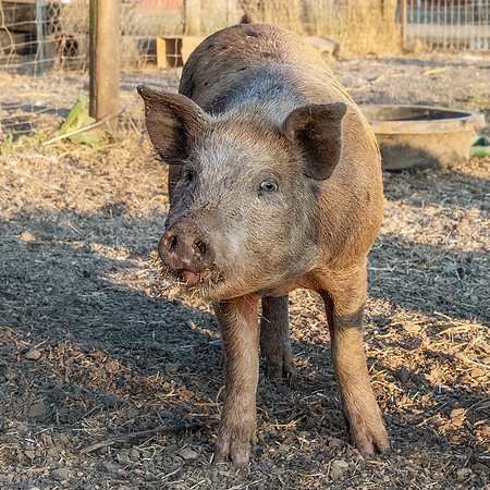 Rescued Pig
