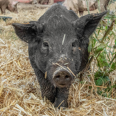 Rescued Pig