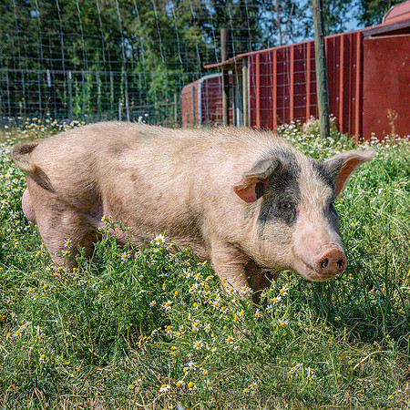 Rescued Pig