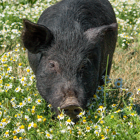 Rescued Pig