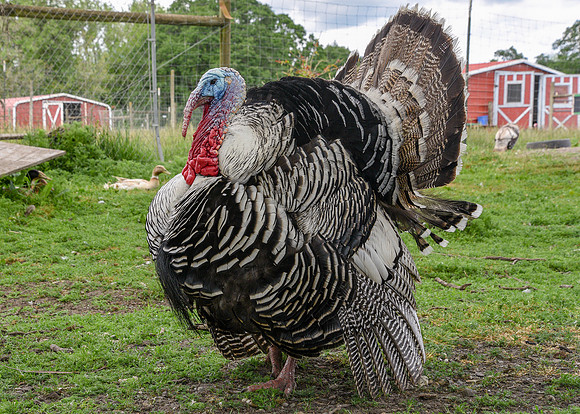 Turkeys at Lighthouse Farm Sanctuary