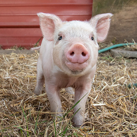Rescued Pig