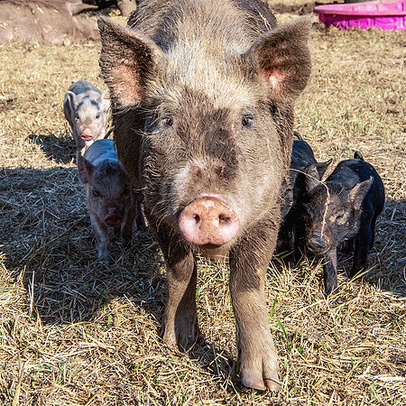 Rescued Pig
