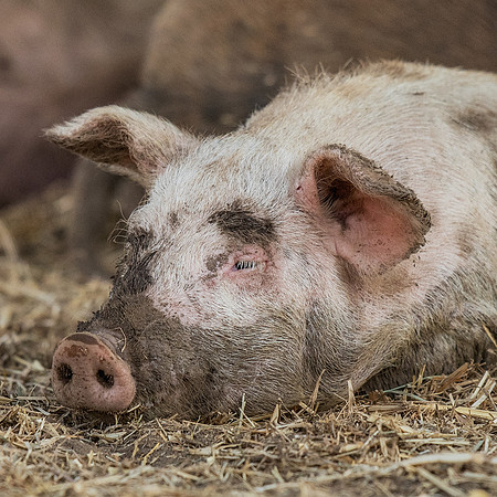 Rescued Pig