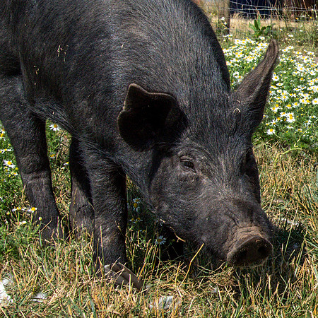 Rescued Pig