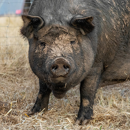 Rescued Pig