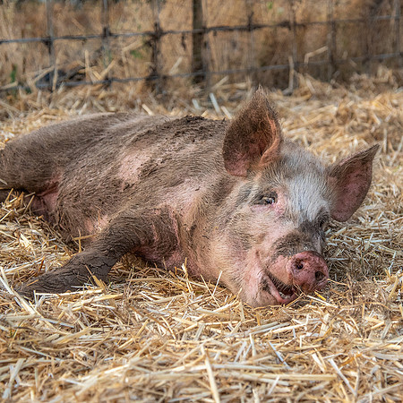 Rescued Pig