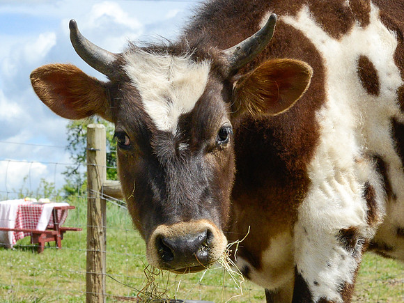 Cow Living in Sanctuary
