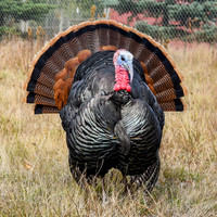 Turkeys at Lighthouse Farm Sanctuary