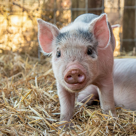 Rescued Pig